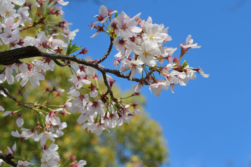 桜スナップ２