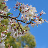 桜スナップ２