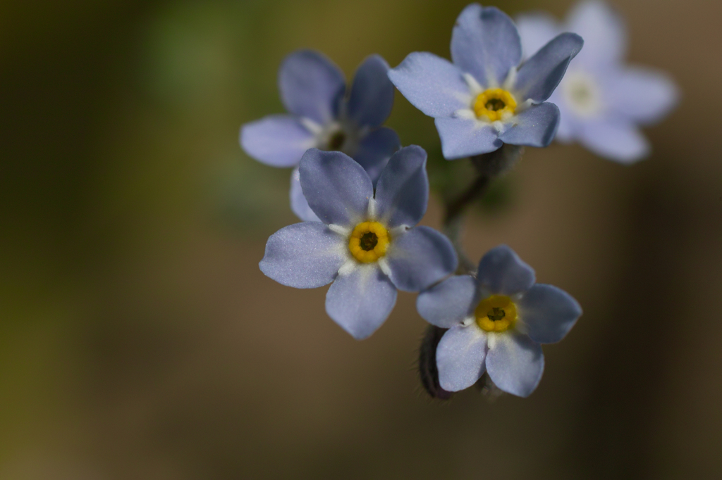 庭の花５