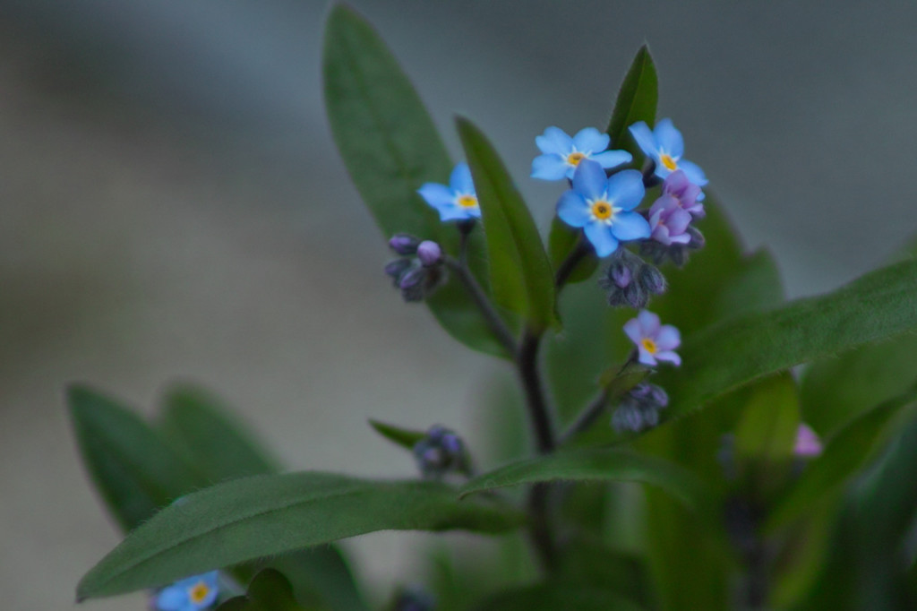 庭の花