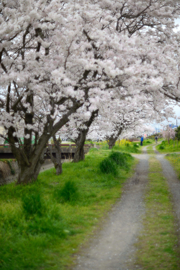 桜スナップ１