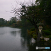 雨の兼六園