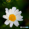 庭の花１０