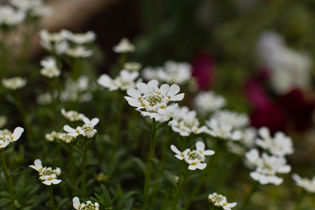 庭の花２