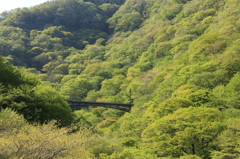 碓氷峠の新緑と信越線（横川～軽井沢間）