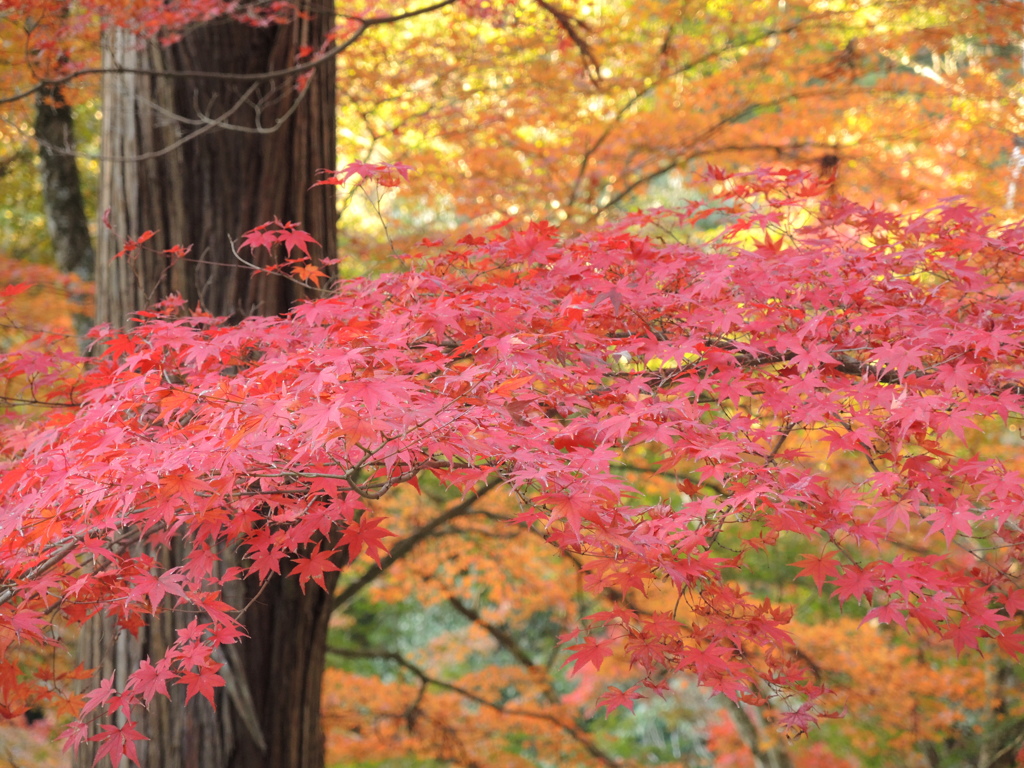 佛通寺7