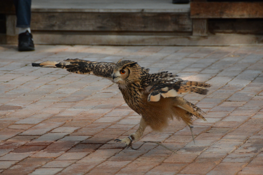 フクロウの盆踊り