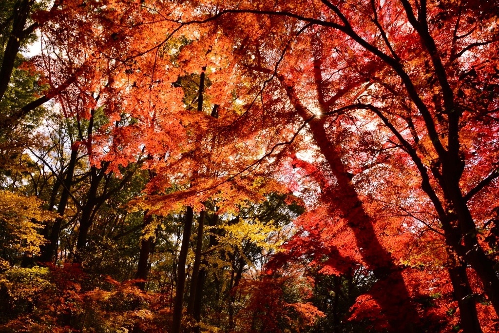 今年最後の紅葉