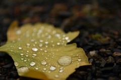 雨にぬれたイチョウの葉