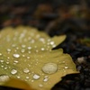 雨にぬれたイチョウの葉