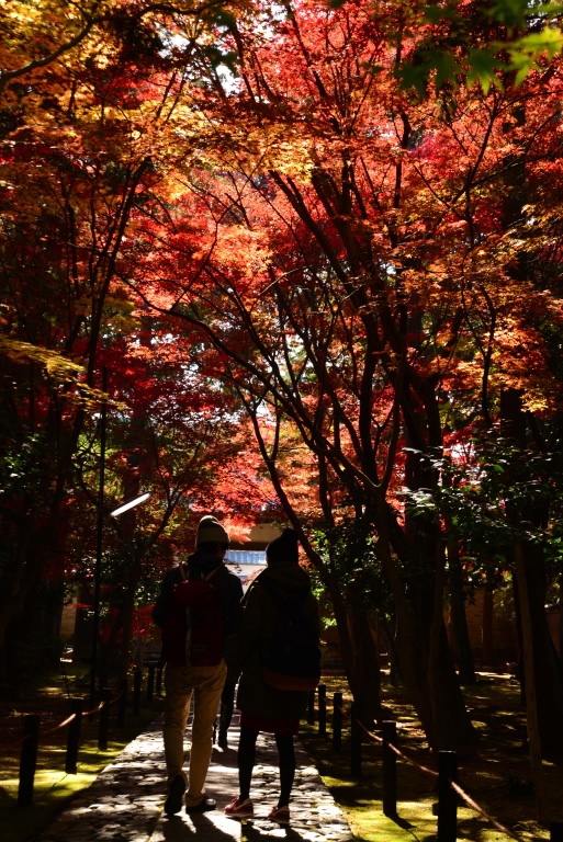 紅葉に包まれて