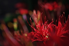 crimson desire
