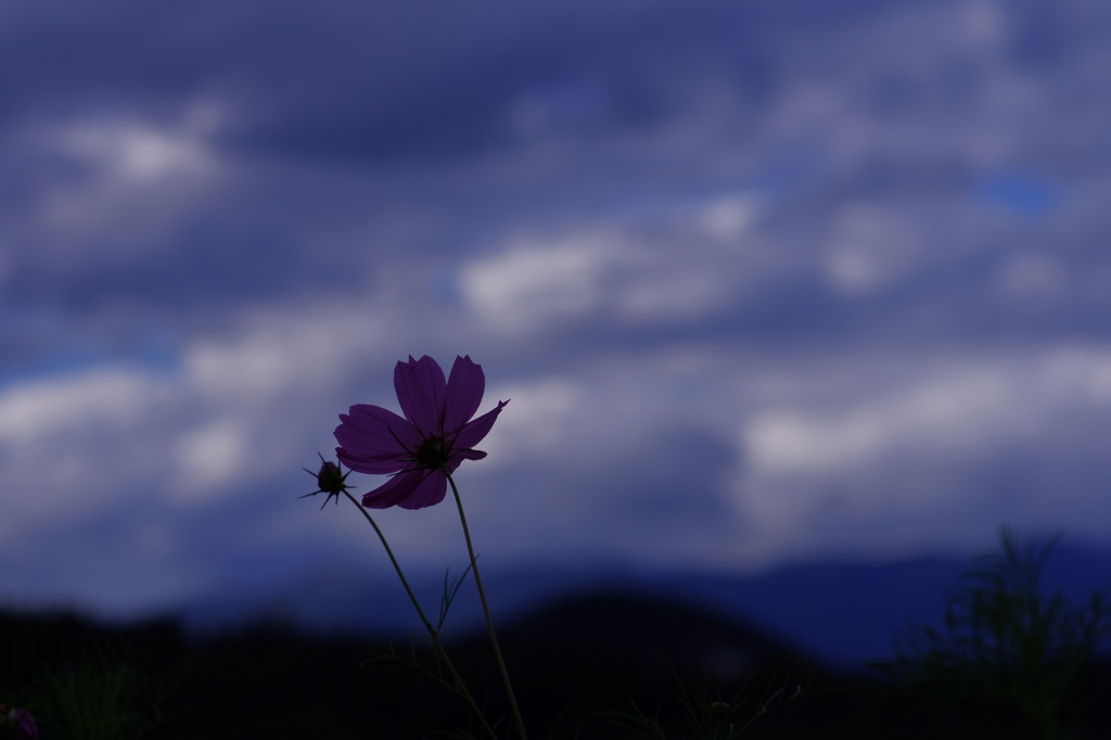 cosmos in the dark