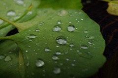 tear drop