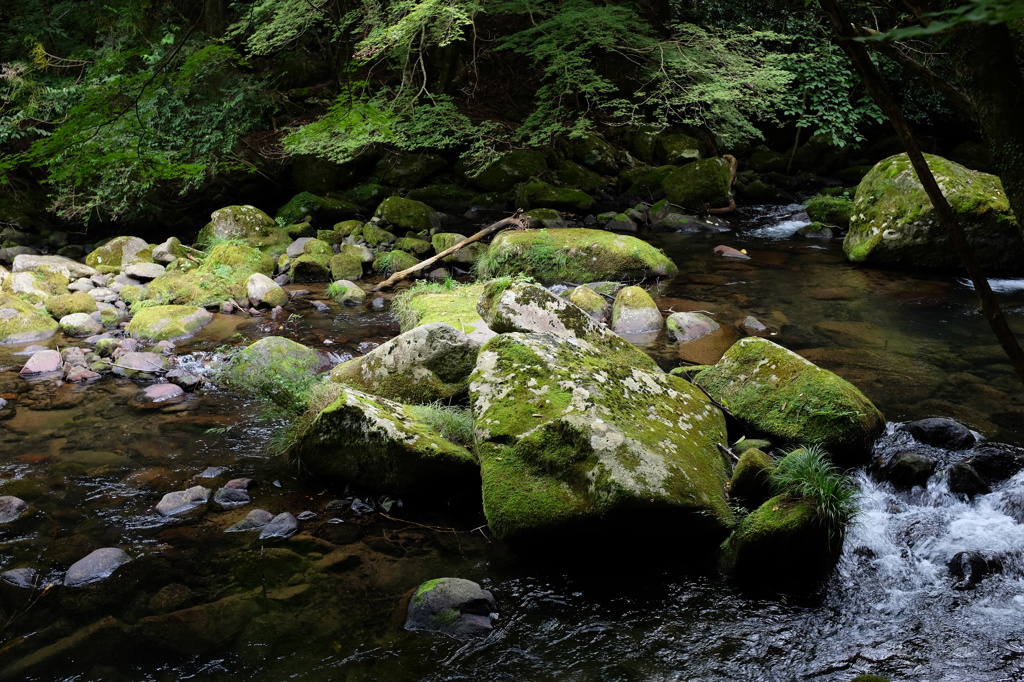 苔むした石と滑沢川