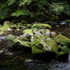 苔むした石と滑沢川