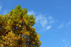 青空と色づく木の葉