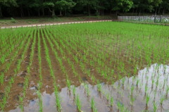 田植え間もない田んぼ