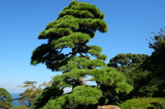 青空と松