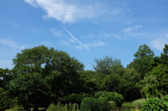 緑と青空と飛行機雲 