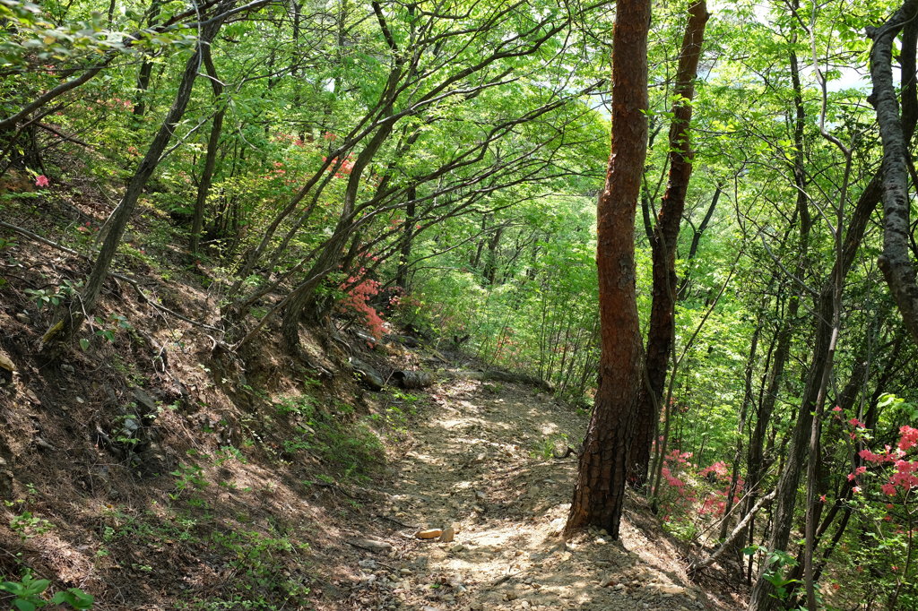 両崖山の山道