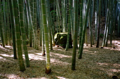 竹林と石