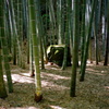 竹林と石