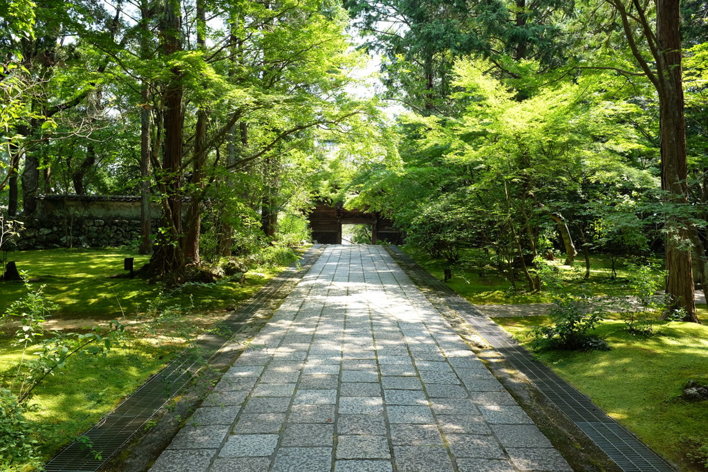 竹林寺の緑あふれる境内