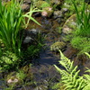 庭園の水辺