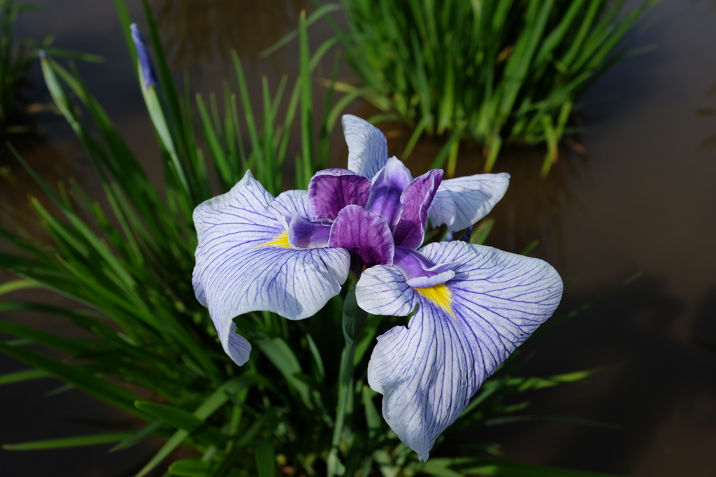 花菖蒲
