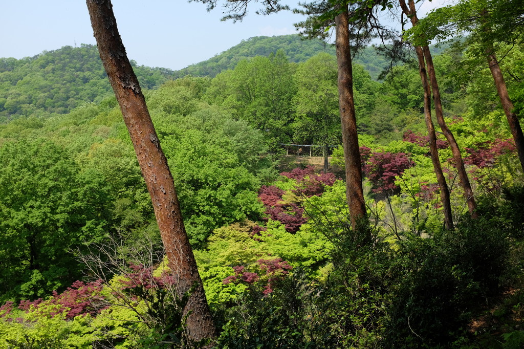 緑あふれる山