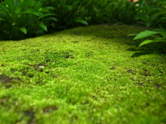 温室の苔