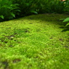 温室の苔