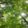 緑のモミジと太陽の光
