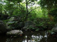 日本庭園の池と緑