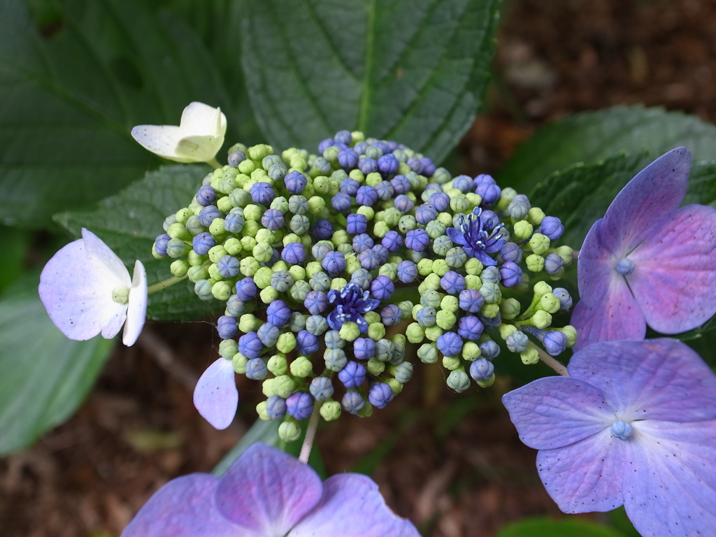 ガクアジサイのつぼみ