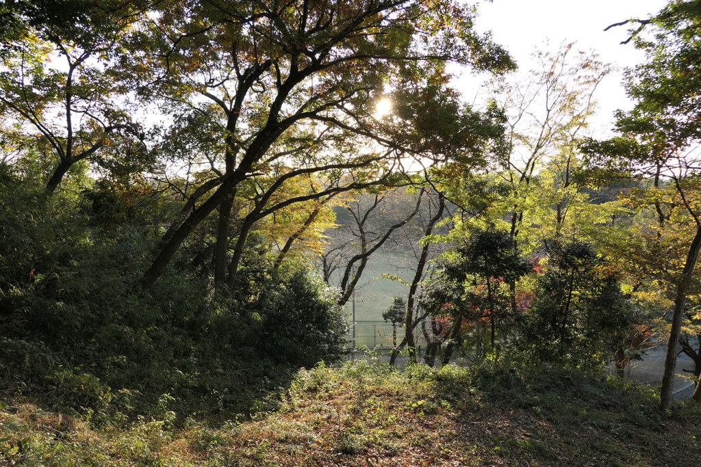 差し込む朝の光