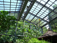 温室の天井と緑