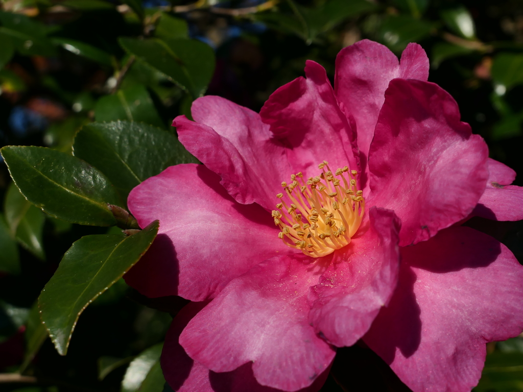 さざんかの花