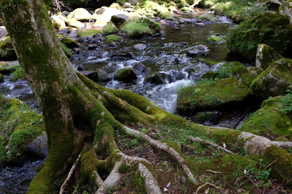 苔むした木と滑沢川 By やすりん Id 写真共有サイト Photohito