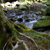 苔むした木と滑沢川