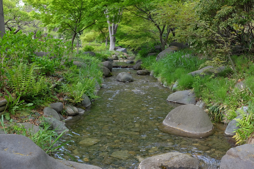 緑の中の川