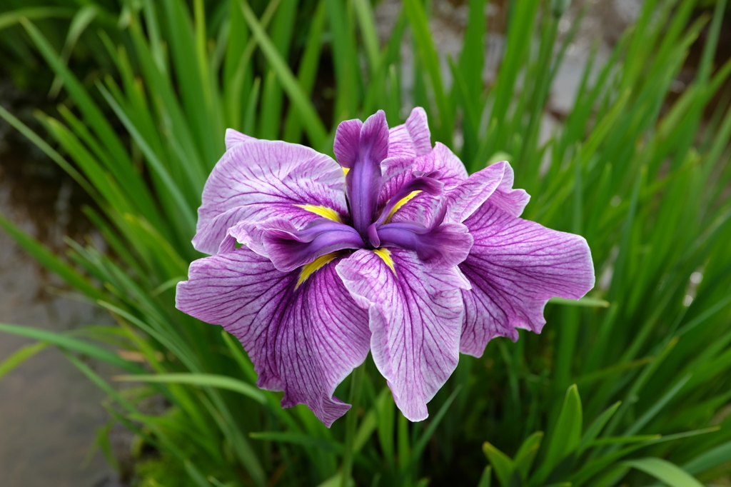 花菖蒲