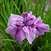 花菖蒲