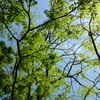 新緑と青空
