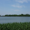 伊佐沼