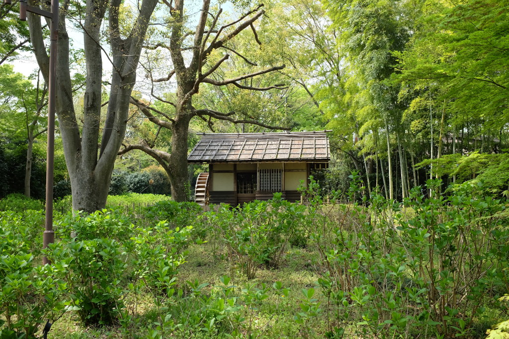 緑の中の水車小屋