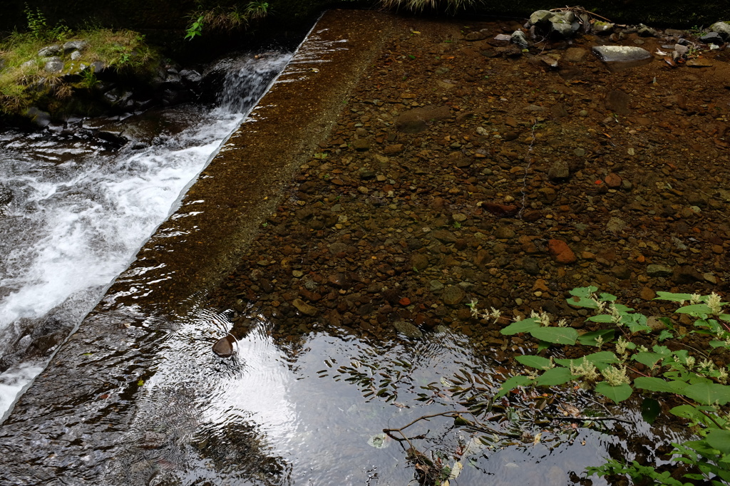 淀みのない川の水