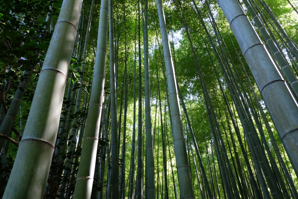 報国寺の竹林