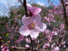 桃の花